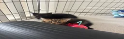Brazilian Shorthair cats for sale: Beautiful Brazilian Shorthair Kittens - Advert 4