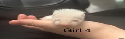 Ferret rodents for sale: Ferret kits  - Advert 4