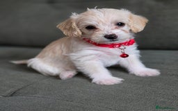 Yorkiepoo dogs for sale: 6 beautiful Yorkiepoo puppies , 5 girls and 1 boy  - Image 9
