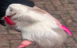 Guinea Pig rodents for sale: Gorgeous baby Guineapigs  - Image 5