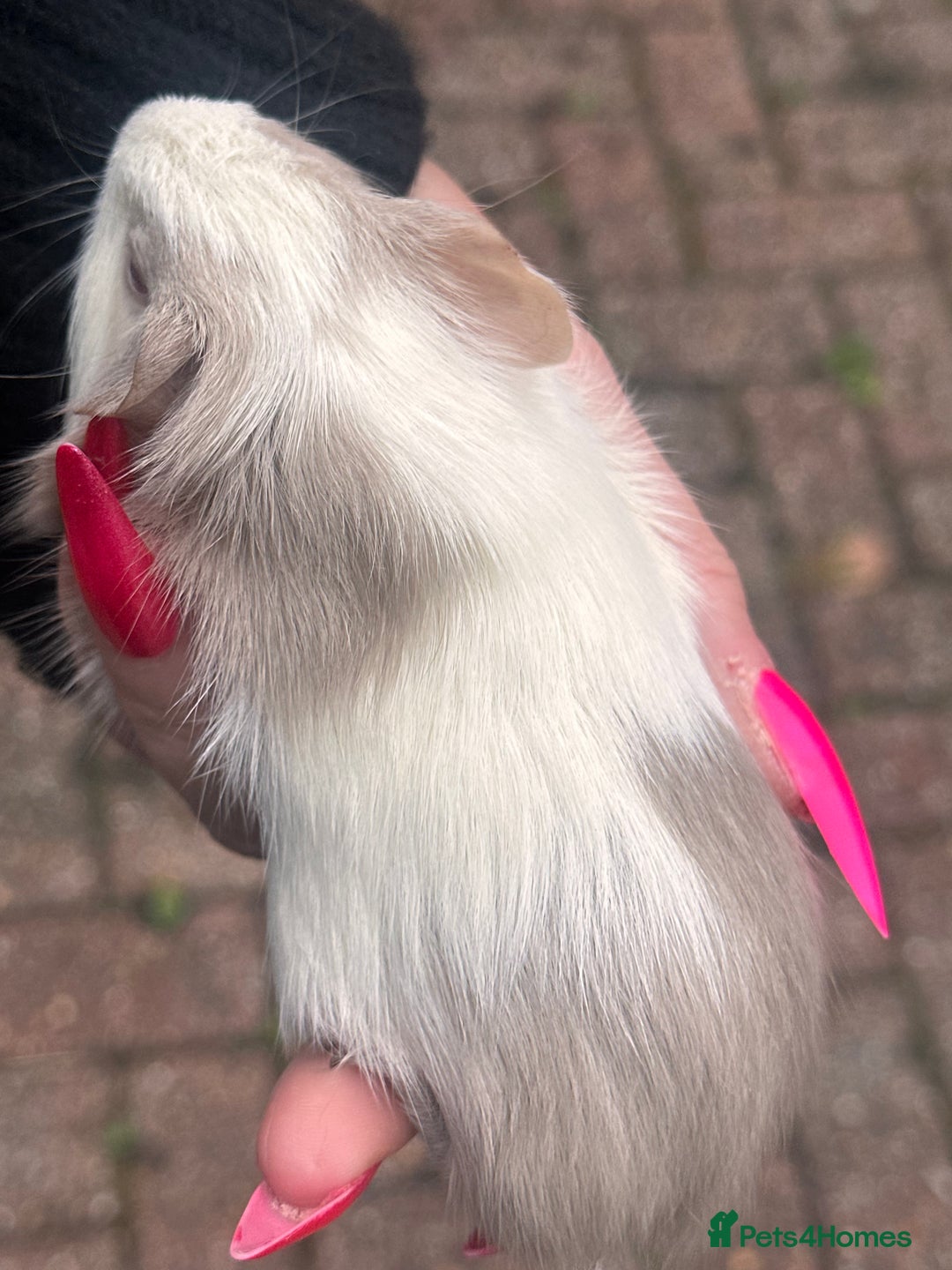 Guinea Pig rodents for sale: Gorgeous baby Guineapigs  - Image 5