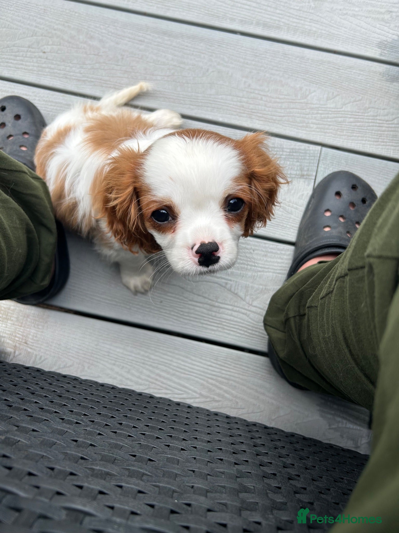 Cavalier King Charles Spaniel dogs Health tested Blenheim boy - Advert 6