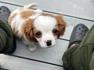 Cavalier King Charles Spaniel dogs Health tested Blenheim boy - Advert 5