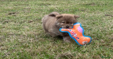 Chow Chow dogs - Advert 2