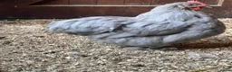 Chickens poultry for sale: Pekin bantams  - Advert 14