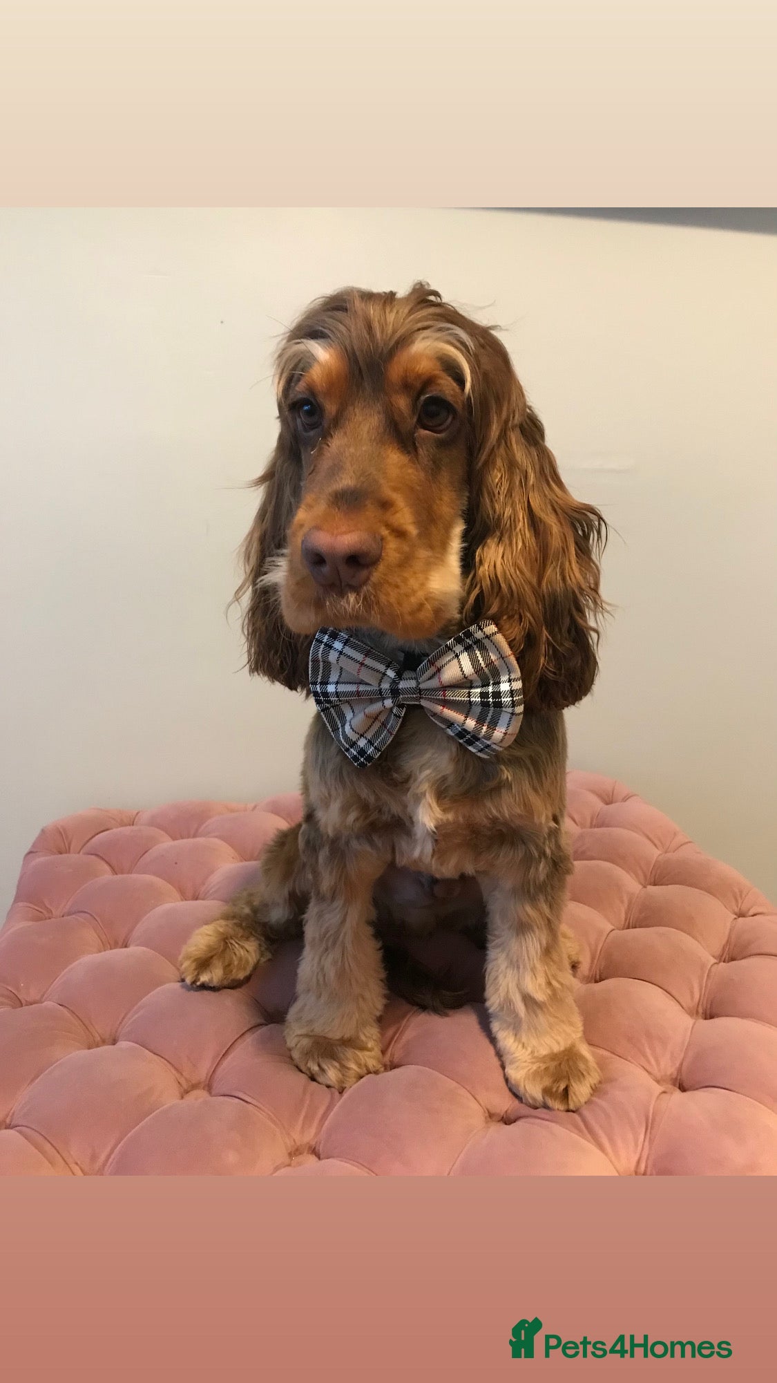 Cocker Spaniel dogs Show Cocker Spaniel for Stud  - Advert 1