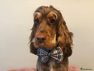 Cocker Spaniel dogs Show Cocker Spaniel for Stud - Advert 1