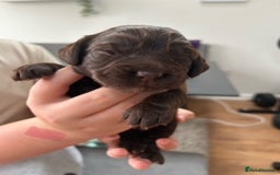 Cocker Spaniel dogs for sale: Chocolate Cocker Spaniel’s  in Crook - Image 10