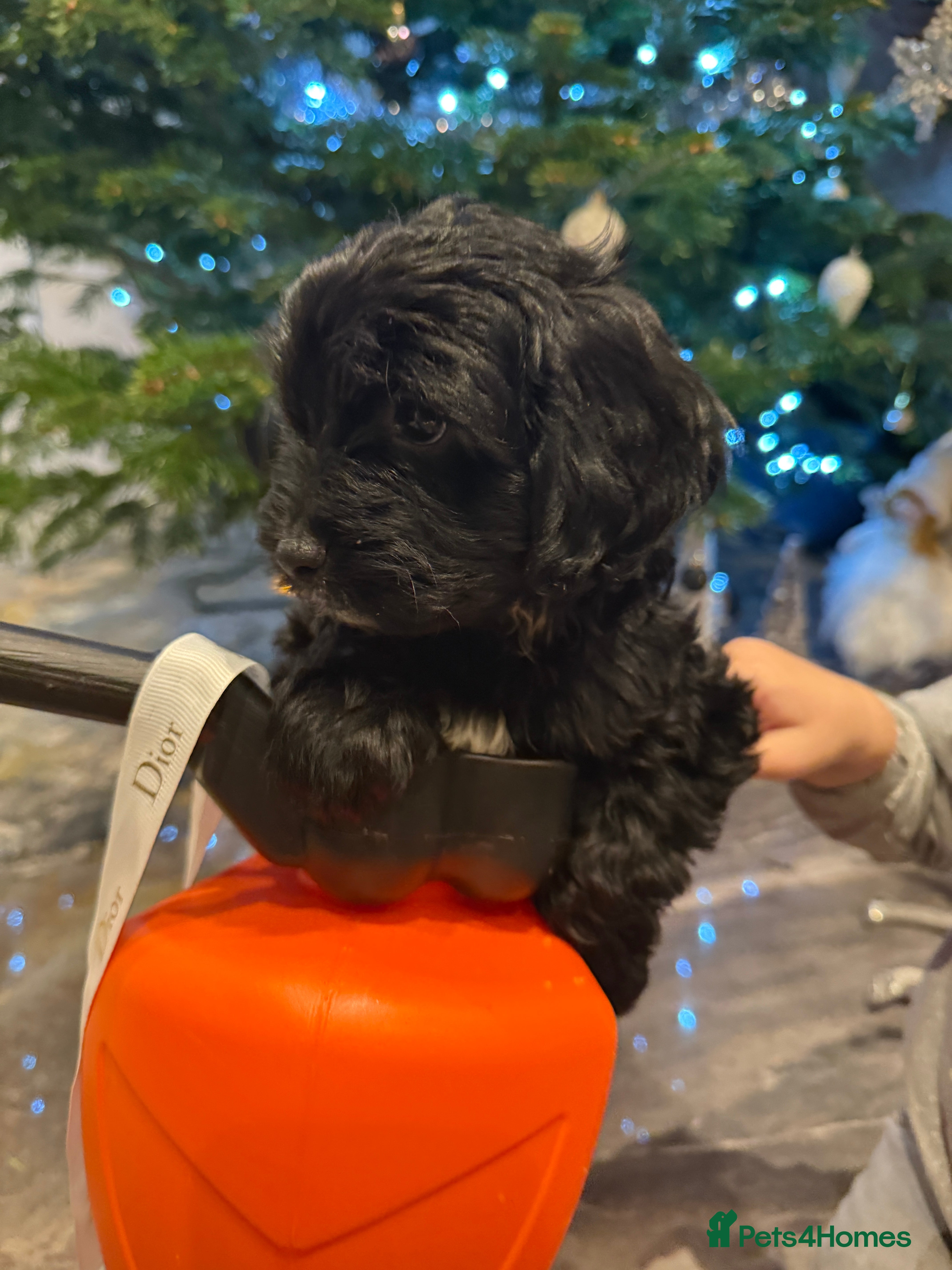 Cockapoo dogs  Beautiful Cockapoo miniature (NEED TO GO QUICK🙏) - Advert 18