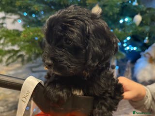 Cockapoo dogs Beautiful Cockapoo miniature (NEED TO GO QUICK🙏) - Advert 9