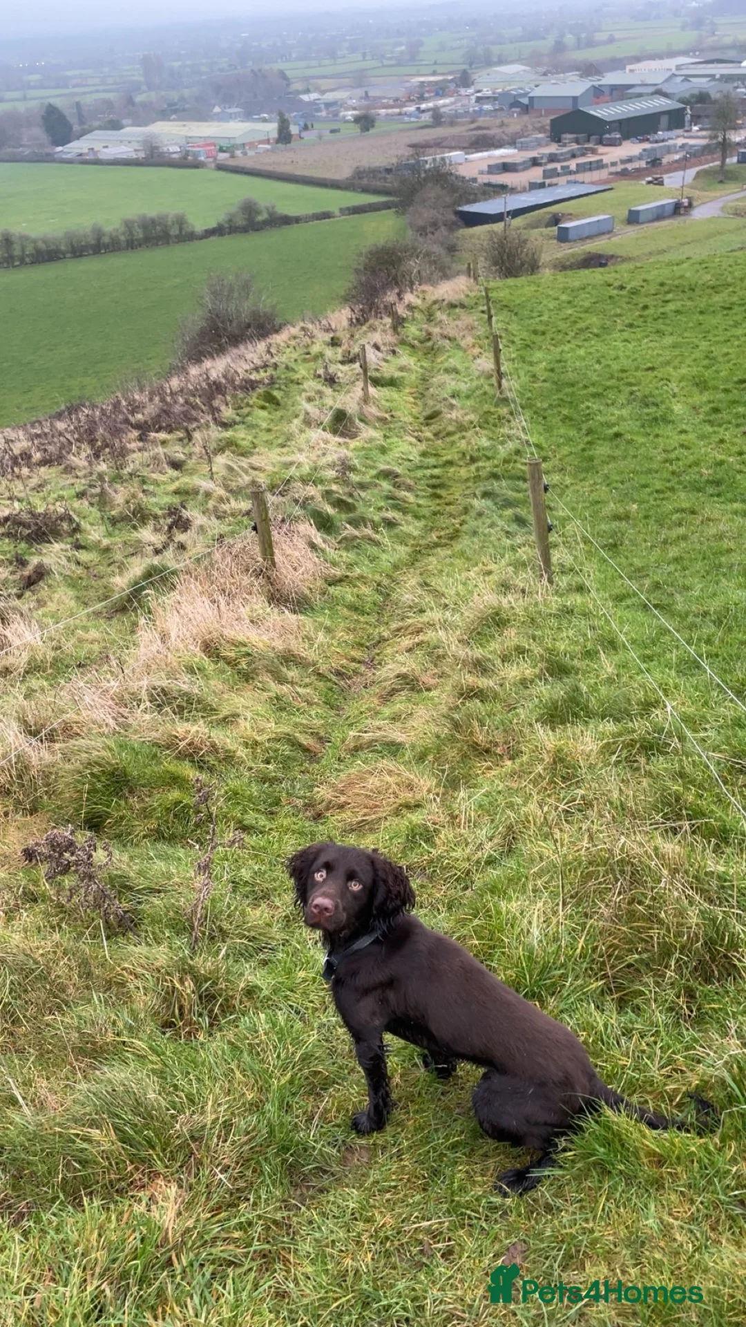 Cocker Spaniel dogs for stud: Chocolate Working Cocker Spaniel Stud – Clarkson in Burton-on-Trent - Advert 8