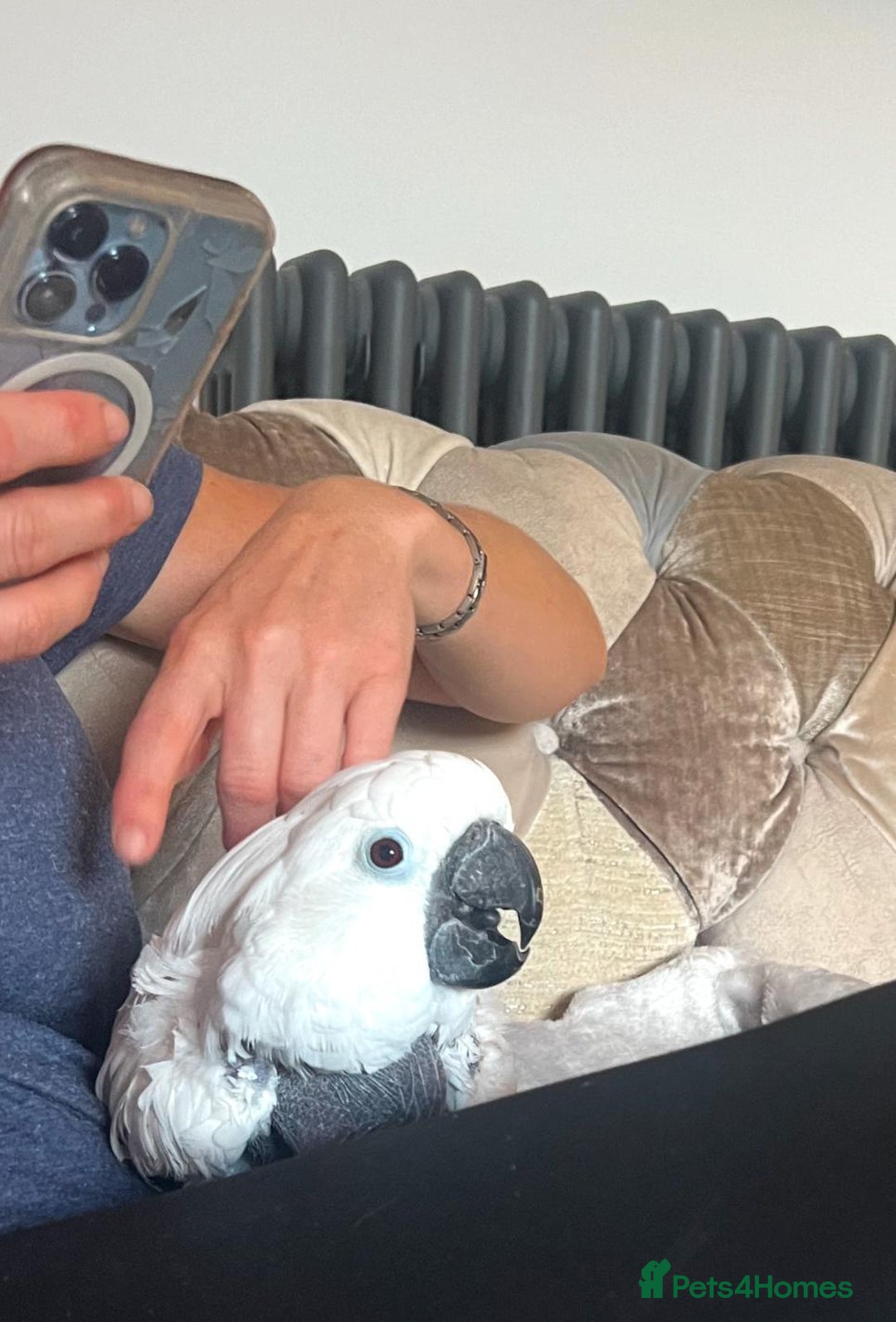 Cockatoo birds for sale: Princess Pearl  - Image 2