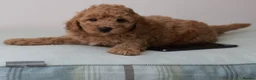 Cavapoo dogs for sale: 5*Licensed+DNAtested+Vetchecked+Red+Apricot+Cream - Advert 10