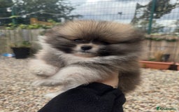 Pomeranian dogs for sale: 1 BOY 1 GIRL POMERANIAN PUPPIES AVAILABLE  - Image 11