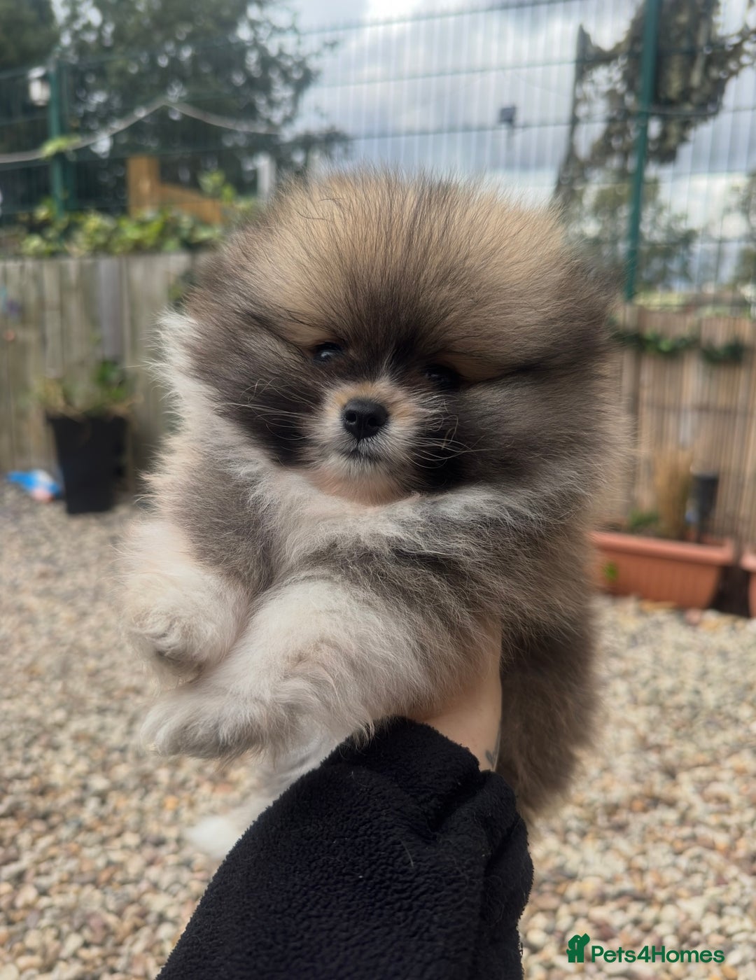 Pomeranian dogs for sale: 1 BOY 1 GIRL POMERANIAN PUPPIES AVAILABLE  - Image 11