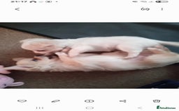 Chihuahua dogs for sale: Little white girl chihuahua  - Image 11