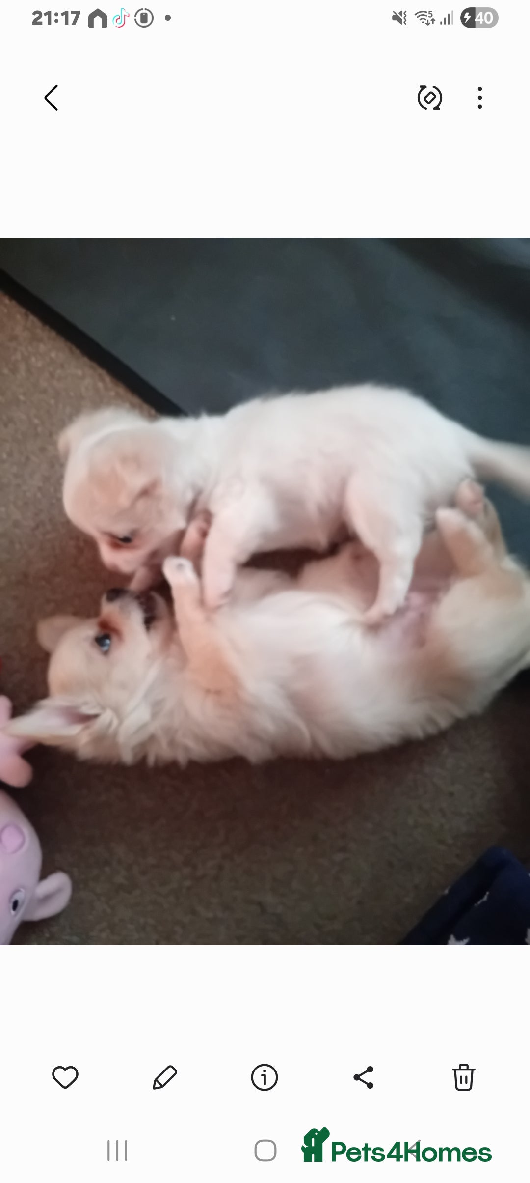 Chihuahua dogs for sale: Little white girl chihuahua  - Image 11