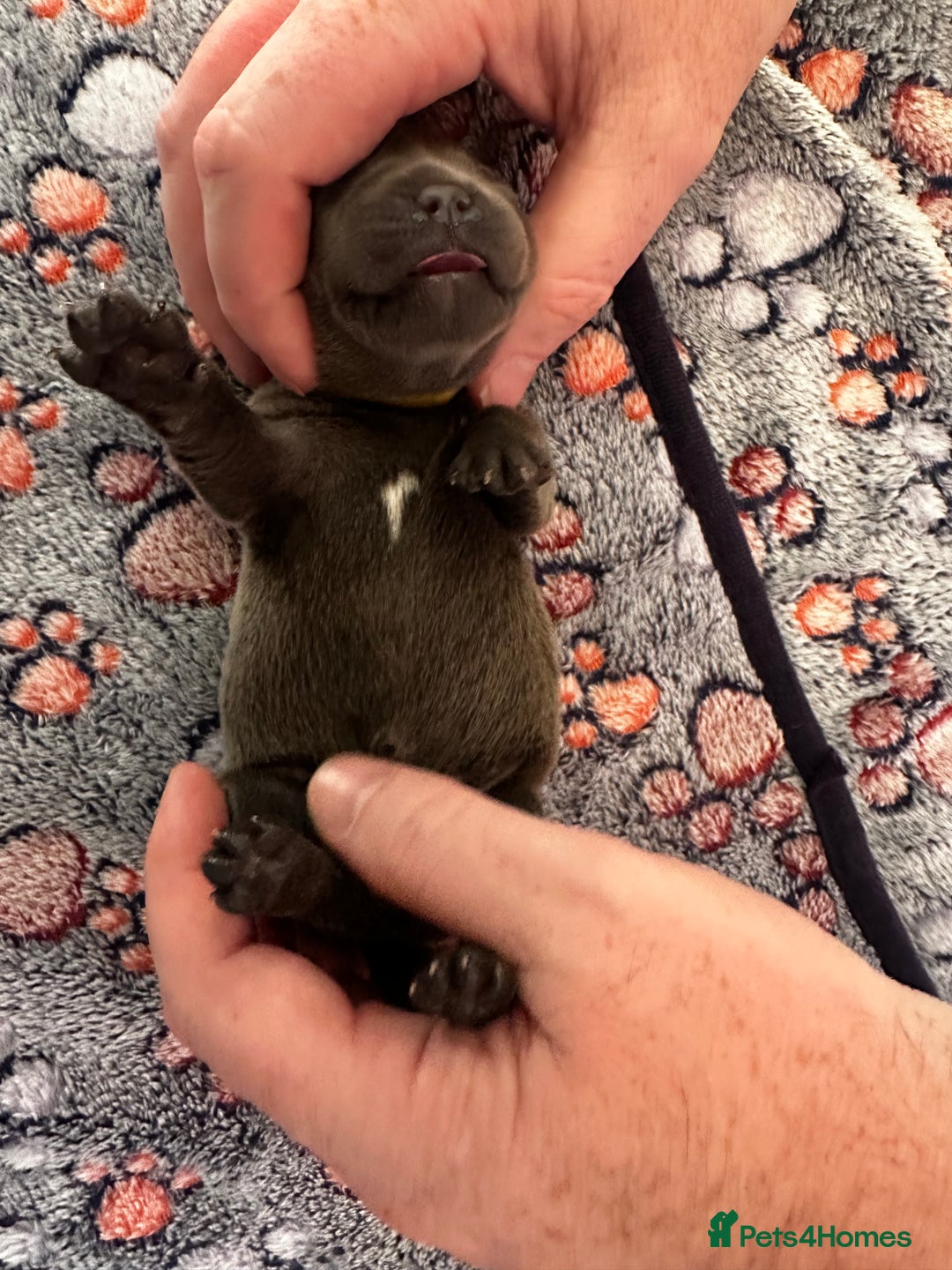 Staffordshire Bull Terrier dogs for sale: Quality Blue Staffies - Image 23