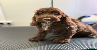 Cockapoo dogs - Advert 11