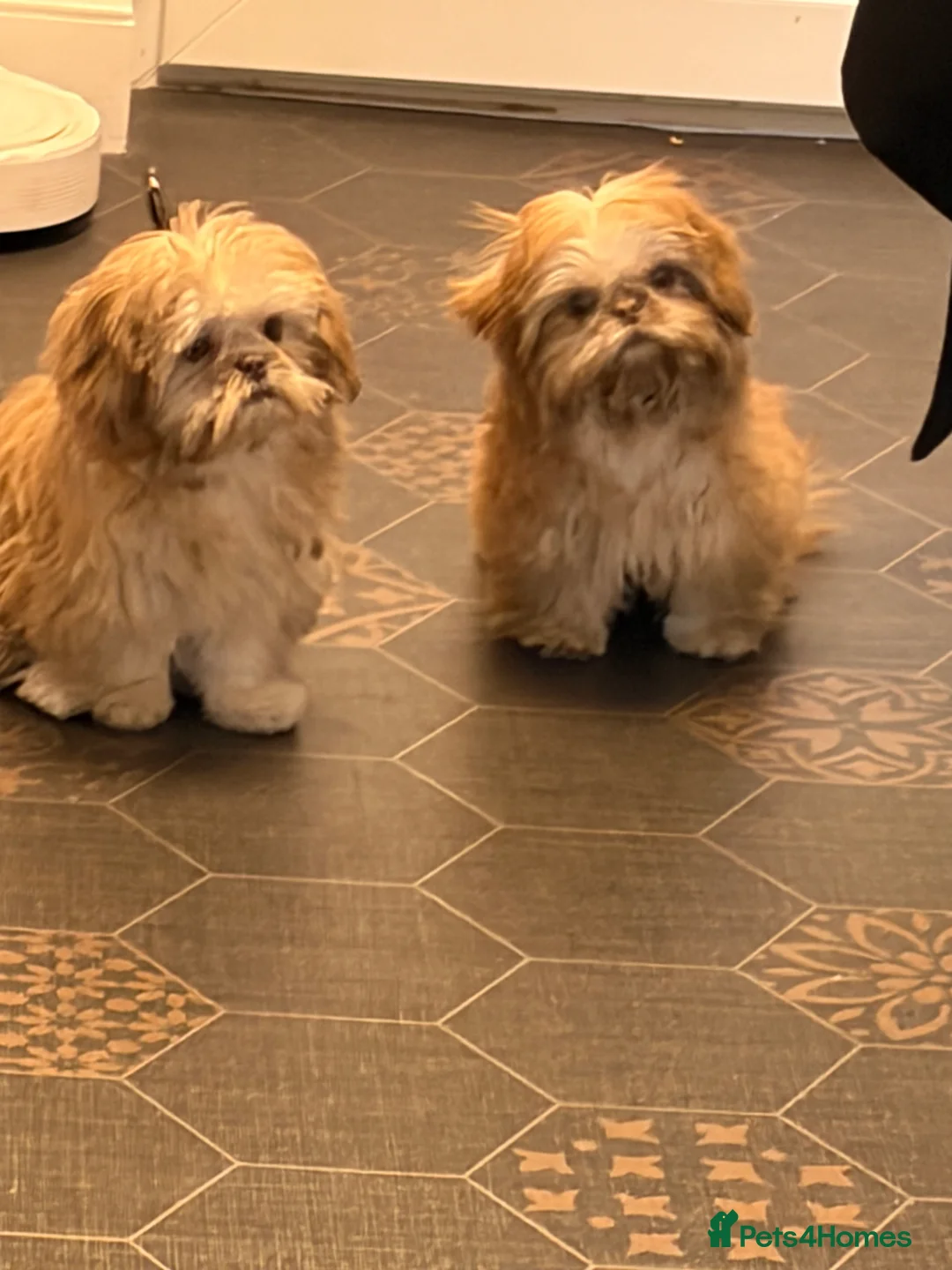 Shih Tzu dogs for sale: Two girl Shitzsu  - Advert 1