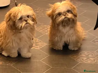 Shih Tzu dogs Two girl Shitzsu - Advert 1