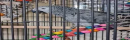 Parrots birds for sale: African grey Friendly, Intelligent and Talkative  - Advert 3
