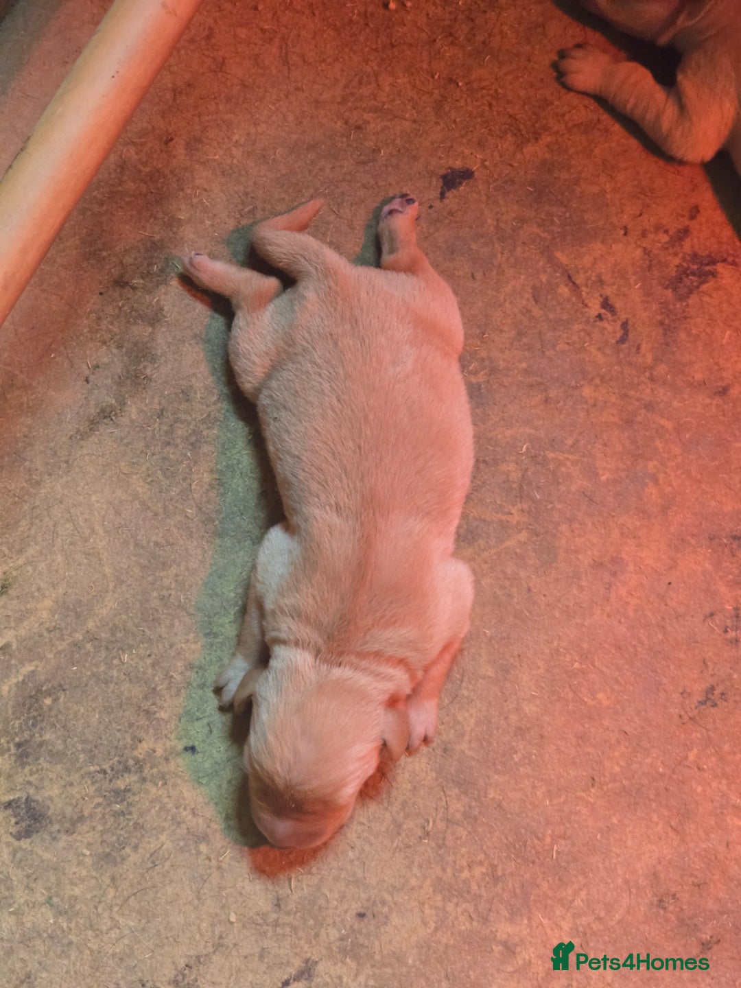 Labrador Retriever dogs for sale: Stunning litter of Fox Red and Black Labradors - Image 5