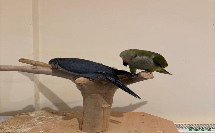 Parrots birds - Advert 20