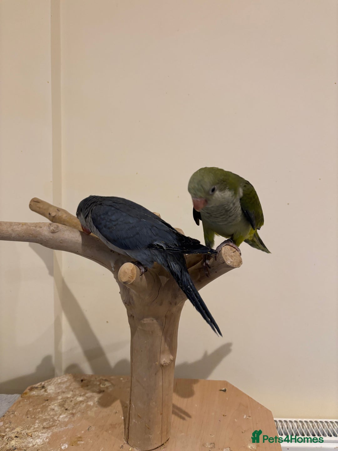 Parrots birds for sale: Hand reared baby quaker - Image 1