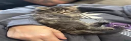 British Shorthair cats for sale: British short hair cross kittens  in Willenhall - Advert 2