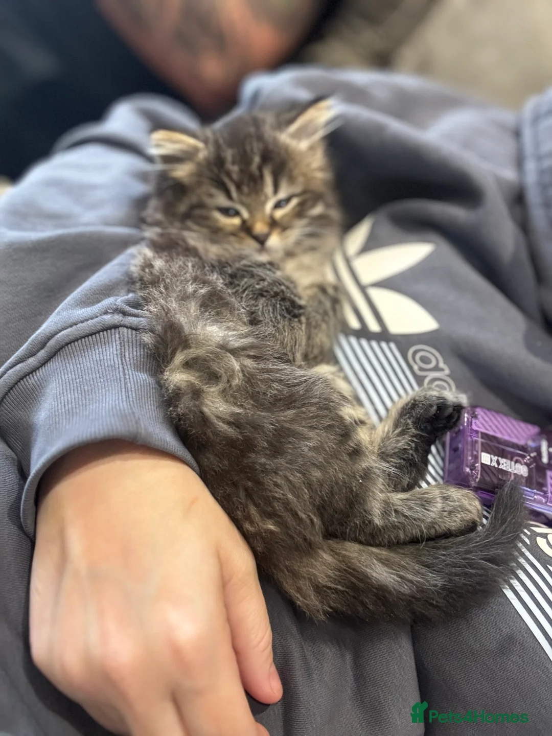 British Shorthair cats for sale: British short hair cross kittens  in Willenhall - Advert 2