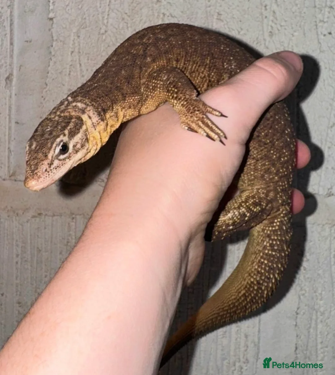 Monitor reptiles for sale: Proven Breeding Ackie pair - Advert 3