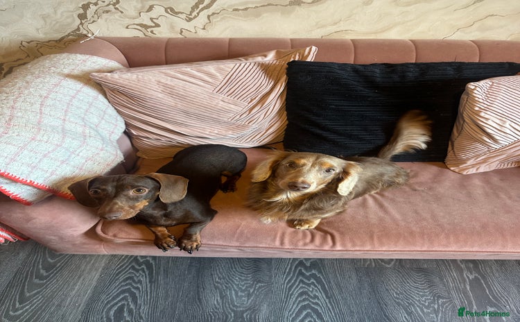Miniature Dachshund dogs - Advert 7
