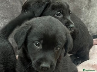 Labrador Retriever dogs - Advert 35