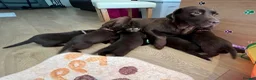 Labrador Retriever dogs for sale: STUNNING Chocolate Labrador Puppies  - Advert 5