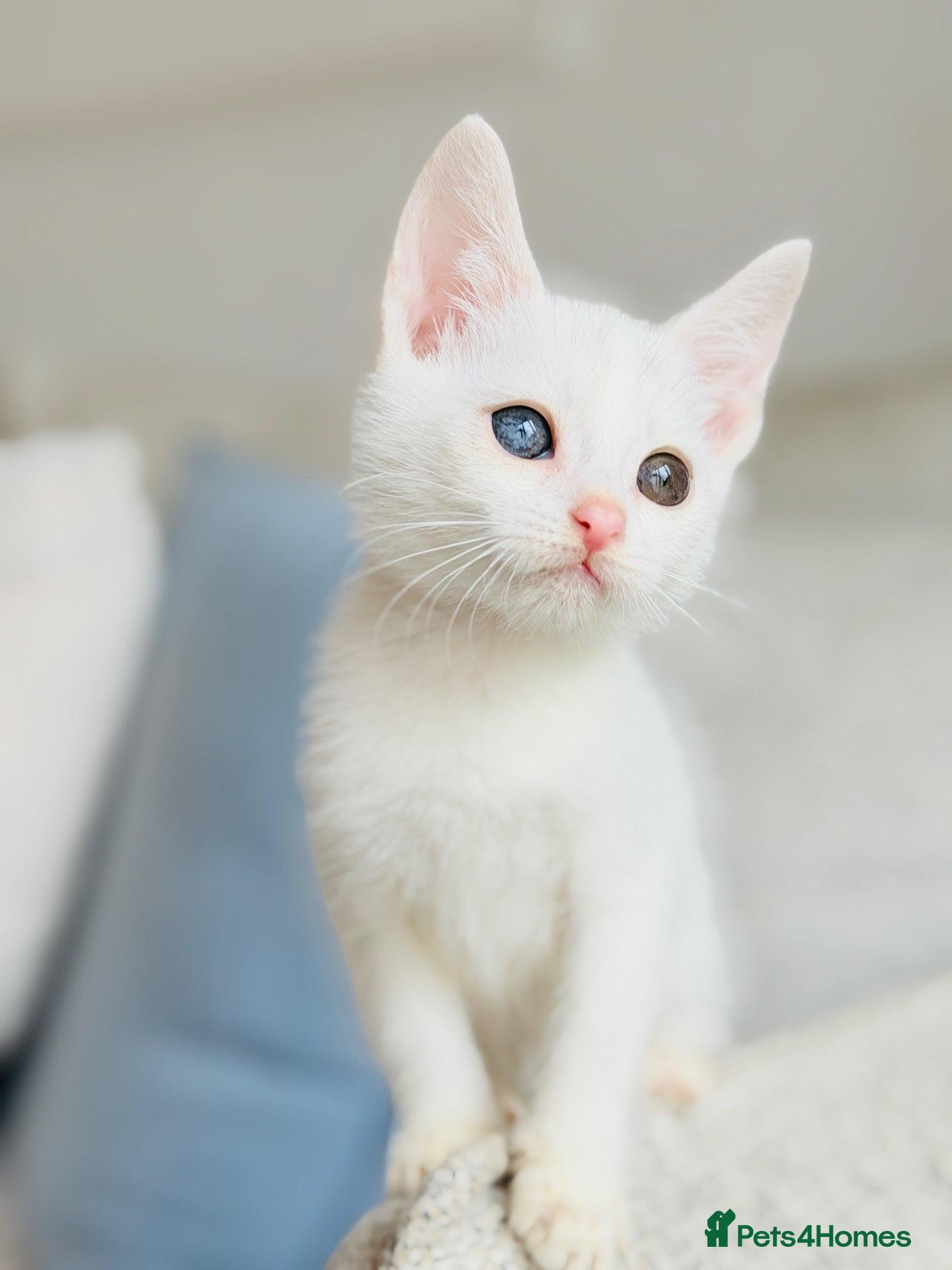 Turkish Angora cats 🐾 Unique Turkish Angora x Bengal Mix Kittens 🐾 - Advert 2