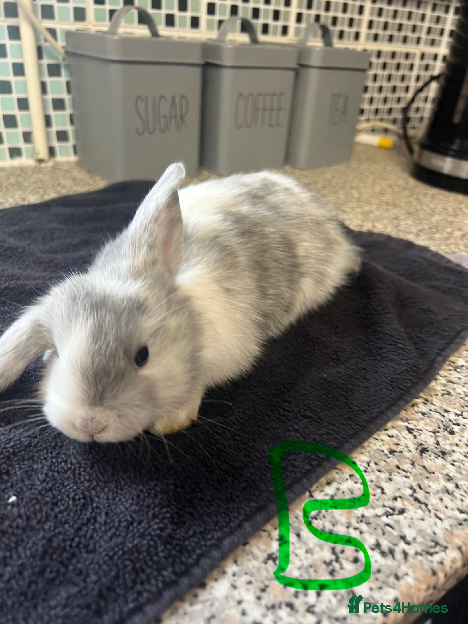 Mixed Breed rabbits X4 Gorgeous Boys  - Advert 3