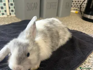 Mixed Breed rabbits X4 Gorgeous Boys - Advert 3