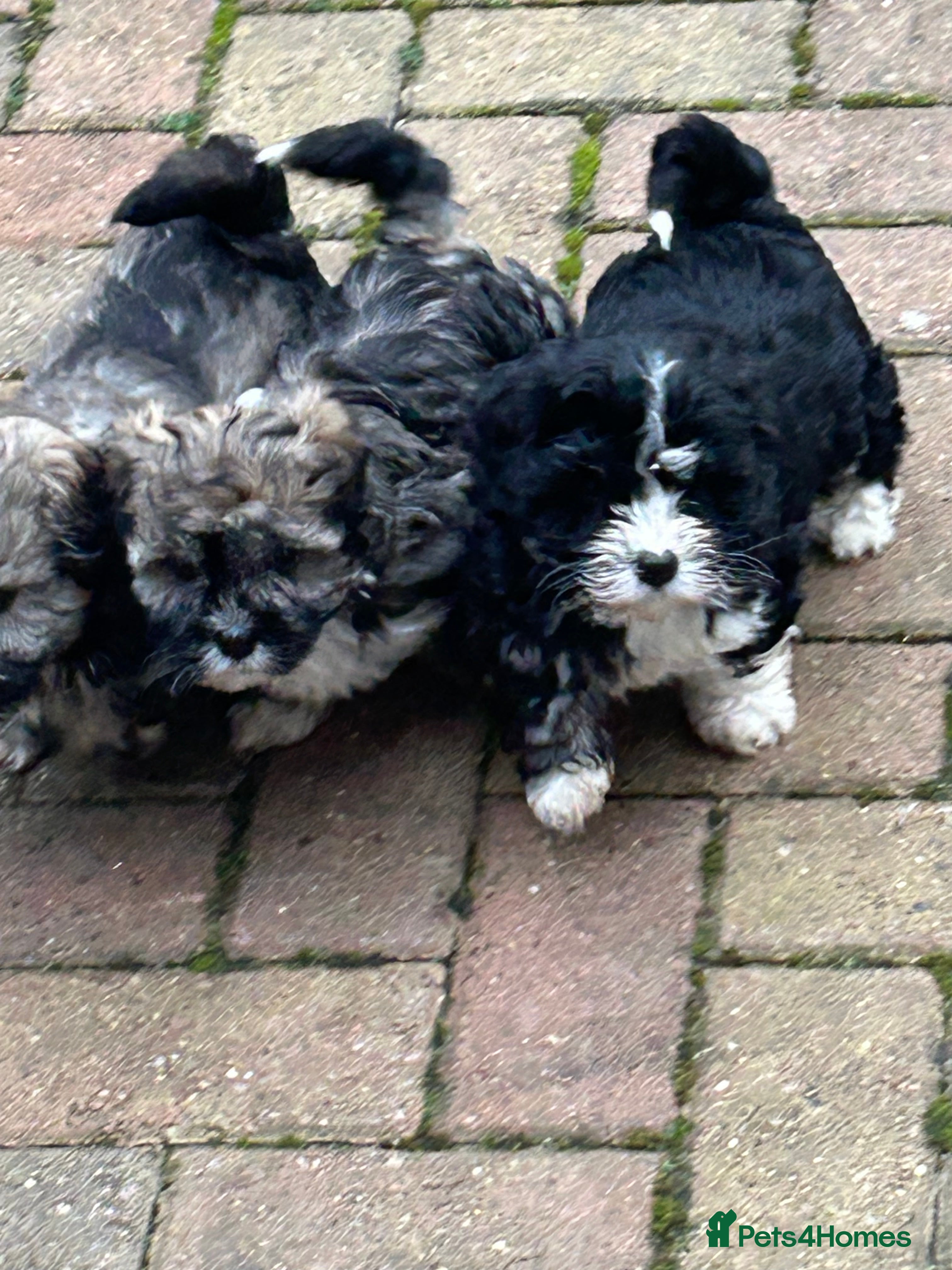 Havanese dogs KC Registered Havanese Puppies  - Advert 1