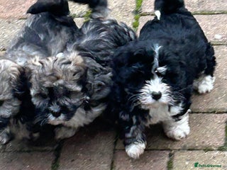 Havanese dogs KC Registered Havanese Puppies - Advert 1