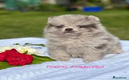 Pomeranian dogs for stud: Solid Lilac Tiny 1.8kg Stud Dog DNA health tested in Rotherham - Image 31