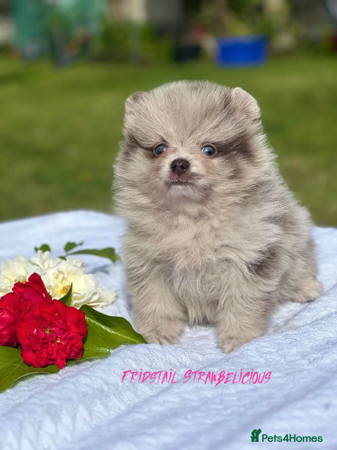 Pomeranian dogs for stud: Solid Lilac Tiny 1.8kg Stud Dog DNA health tested in Rotherham - Advert 31