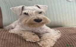 Miniature Schnauzer dogs for sale: Beautiful Miniature Schnauzers - 4 reserved  - Image 6