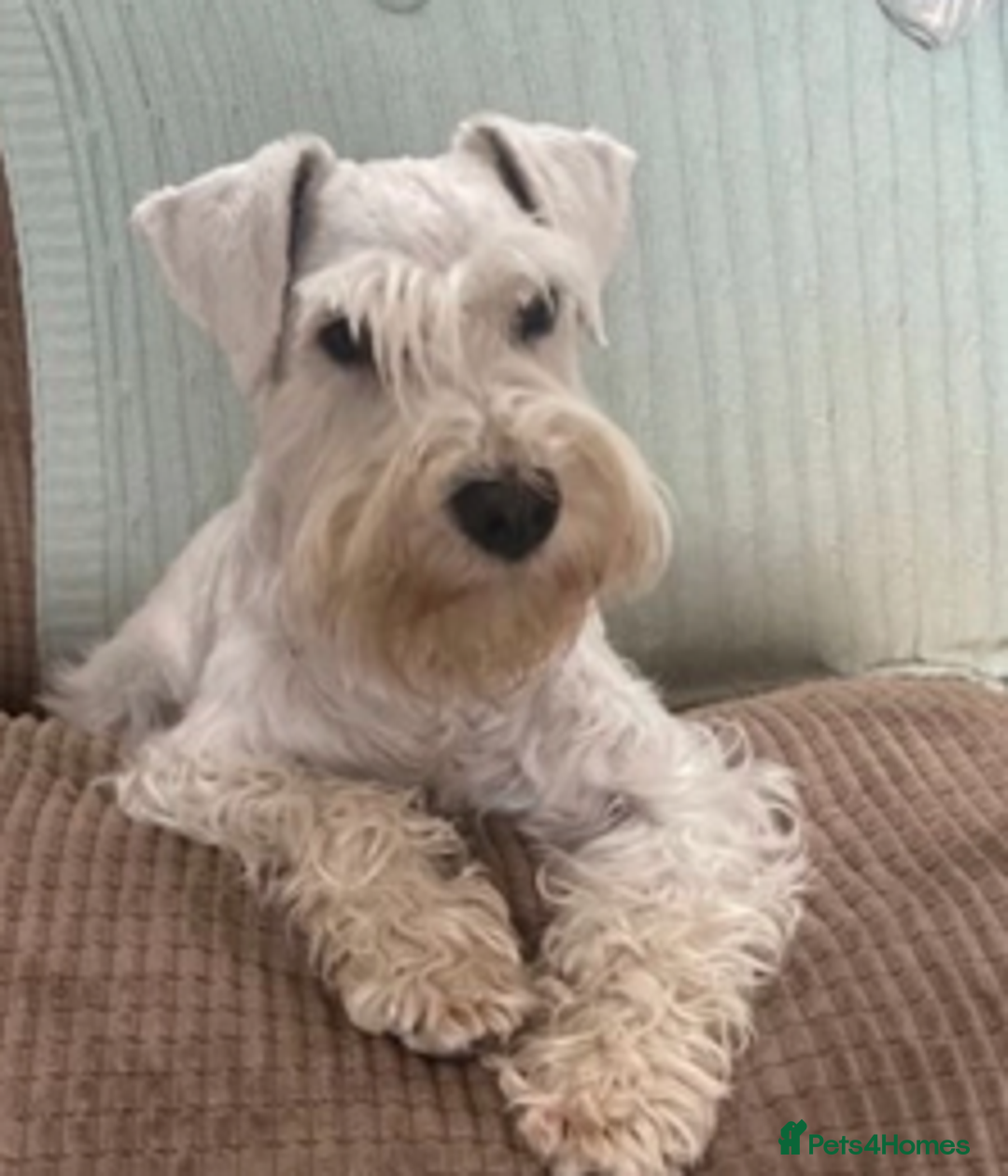 Miniature Schnauzer dogs for sale: Beautiful Miniature Schnauzers - 4 reserved  - Image 6