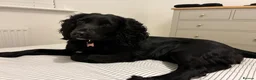 Cockapoo dogs for sale: The Gorgeous Nellie 🐕‍🦺 in Bury Saint Edmunds - Advert 5