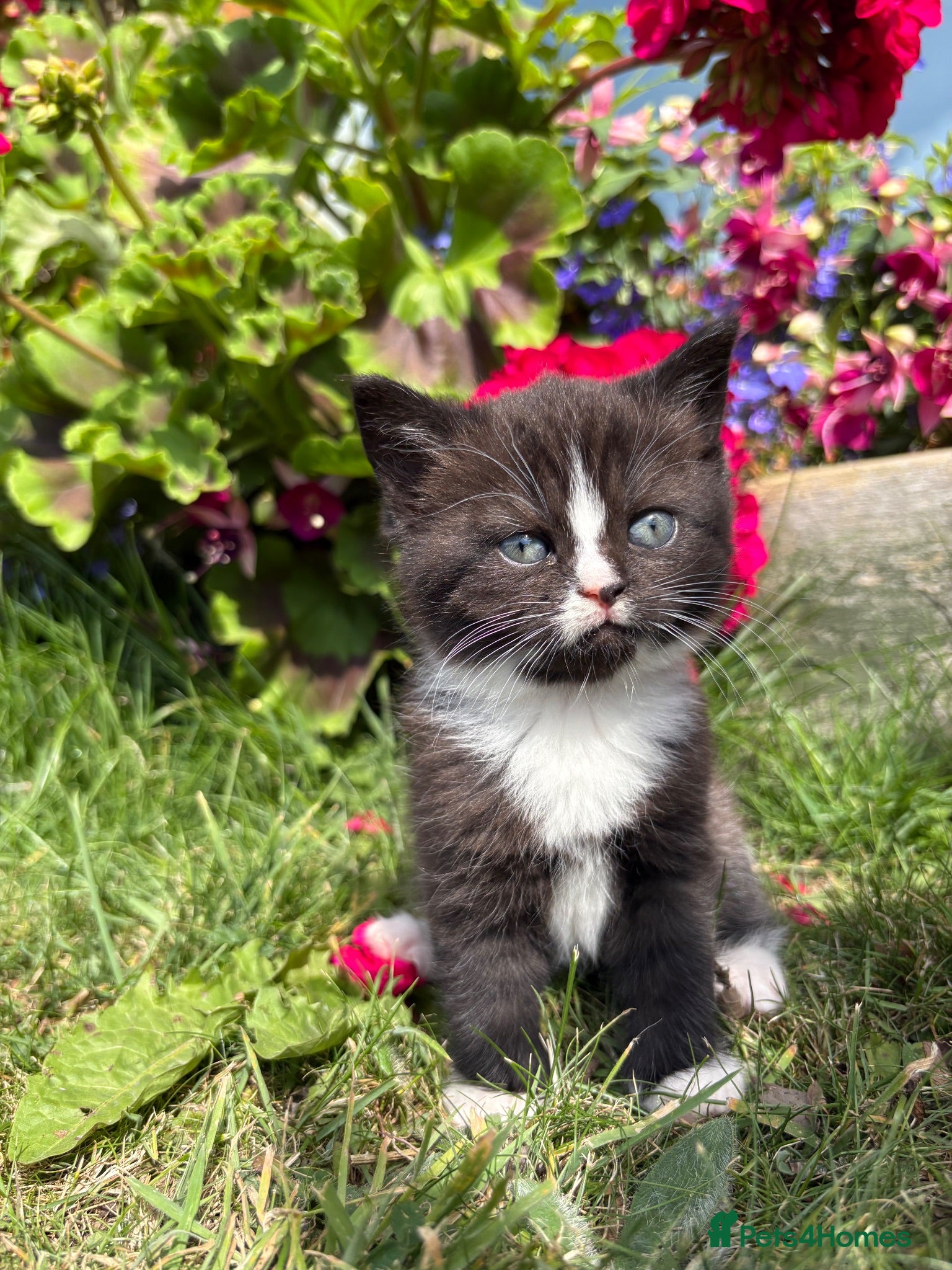 Exotic cats Exotic cross kitten  - Advert 7
