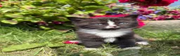Exotic cats for sale: Exotic cross kitten  - Advert 1