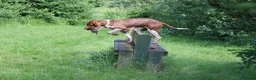 Bracco Italiano dogs for sale: Wonderful litter 4 boys 4 girls - Advert 10