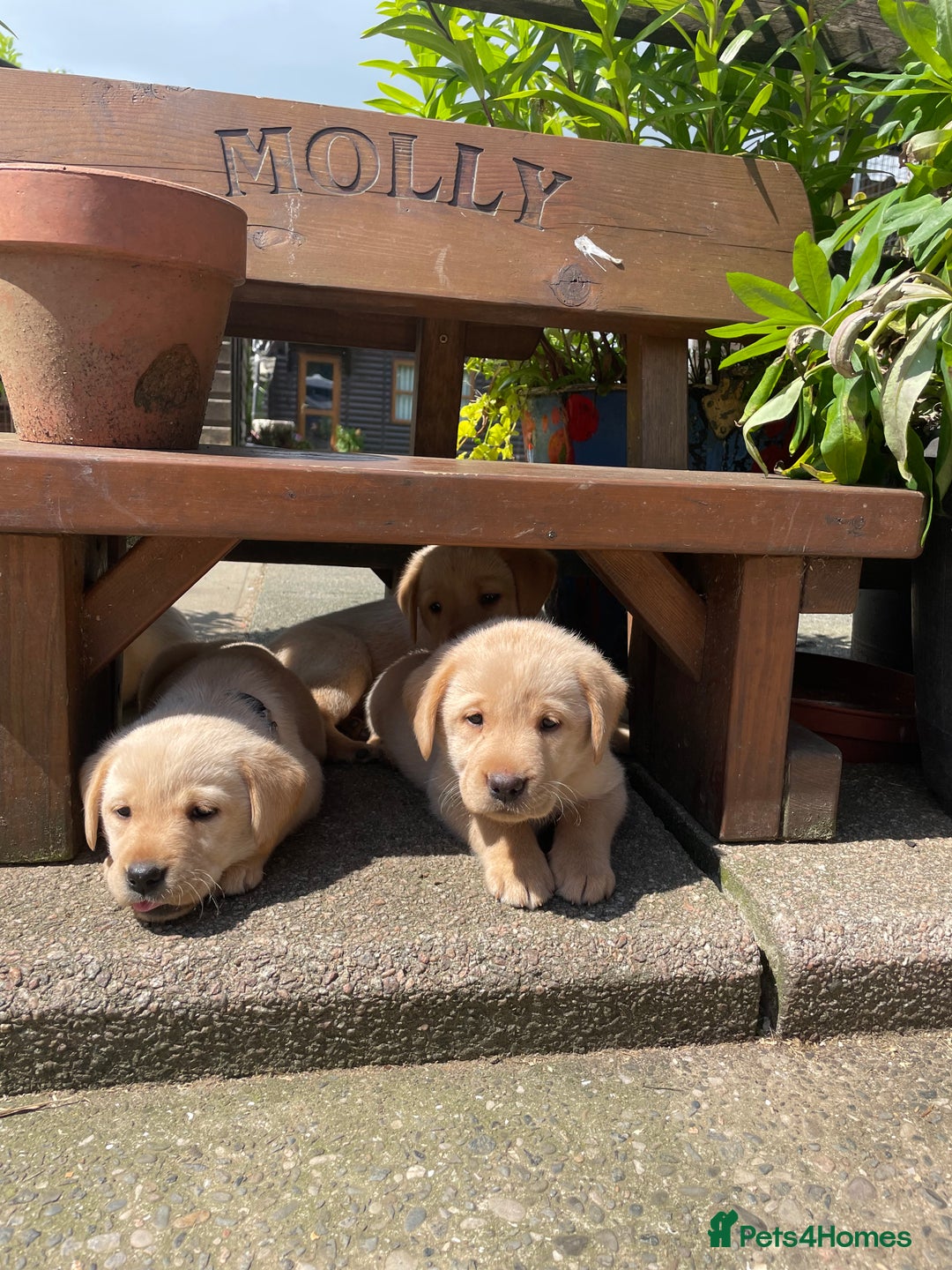 Labrador Retriever dogs for sale: Labrador, puppies, black and white girls available - Image 10