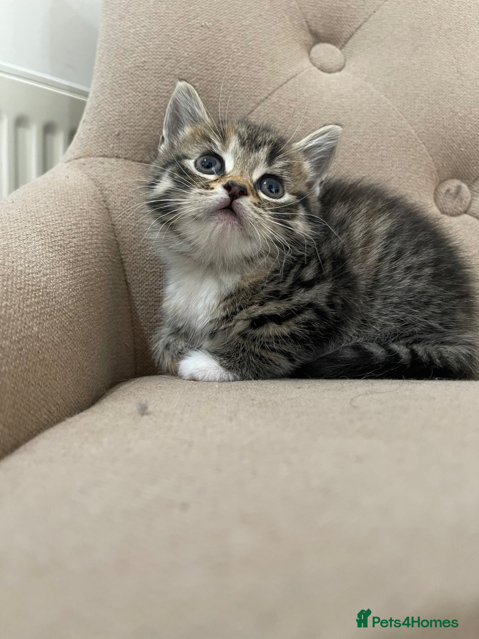 Persian cats Adorable Kittens for Sale - Advert 5